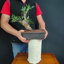 Pre bonsai shoin usato  San Pancrazio Salentino