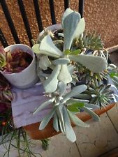 Plante grasse rocaille d'occasion  Saint-Cyprien