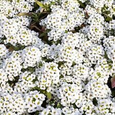 Tiny tim alyssum for sale  Tarpon Springs