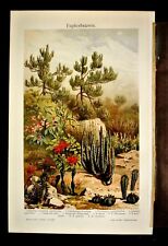 1902 original cromolitografia. usato  Pozzallo