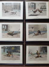 Cock fighting prints for sale  ACCRINGTON
