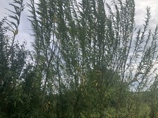 Willow cuttings hybrid for sale  VENTNOR