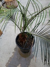 Rare macrosamia cycad for sale  Capistrano Beach