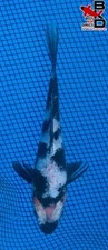 Showa live koi for sale  Claudville
