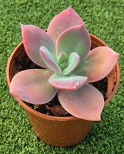 Echeveria afterllux new for sale  UK