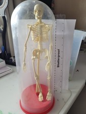 Toy skelton halloween for sale  IPSWICH