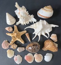 Mixed seashell collection for sale  UK
