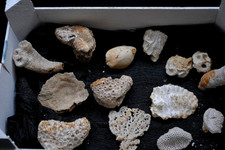Fossilien korallen seeigel gebraucht kaufen  Heidenheim an der Brenz