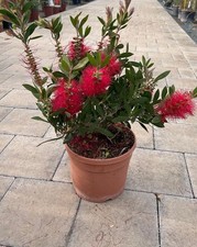 Callistemon citrinus splendens usato  Italia