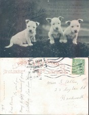 Birthday card dogs for sale  ROSSENDALE