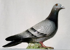 Beswick racing pigeon for sale Beswick racing pigeon for sale  NEWCASTLE