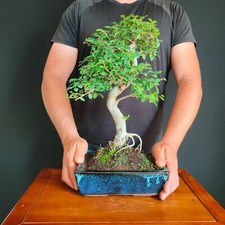 Piante e bonsai usato  San Pancrazio Salentino