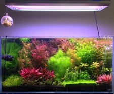 Live aquarium plants for sale  Stockton