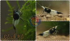 Black rili yellow for sale  Houston