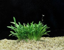 Dwarf sagittaria easy for sale  Englishtown