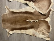 springbok hides for sale springbok hides for sale OKEHAMPTON