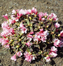Zwerg wild alpenrose gebraucht kaufen  Bad Zwischenahn