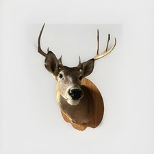 Deer antler wall for sale  Dallas