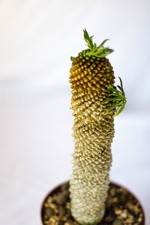 Euphorbia bupleurifolia mammil usato  Roma