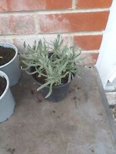 lavender plant for sale  SOUTHAMPTON