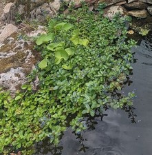 Veronica beccabunga stems for sale  BLAIRGOWRIE