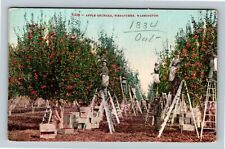 Wenatchee washington apple for sale  Springfield