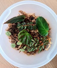 Begonia cuttings rare for sale  UK