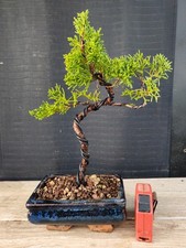 Bonsai ginepro itoigawa usato  Frosinone