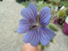 Geranium philippe vapelle for sale  ADDLESTONE