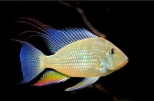 Acarichthys heckelii 1.5 for sale  Wimauma