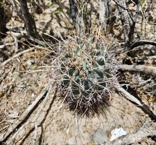 Large chihuahuan fishhook for sale  El Paso