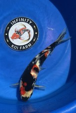 Showa dainichi inches for sale  Spring