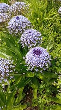Scilla peruviana bulbi usato  Bisceglie