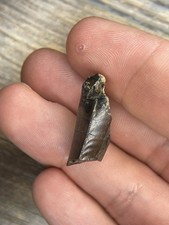 Allosaurus fragilis tooth for sale  MAIDSTONE