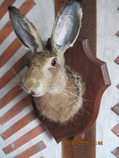Taxidermie tete lievre d'occasion  Mont-près-Chambord