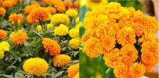 Marigolds african landscaper for sale  Sevierville
