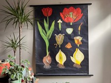Vintage TULIPAN wykres szkolny autorstwa Jung Koch Quentell plakat botaniczny KWIAT na sprzedaż  Wysyłka do Poland