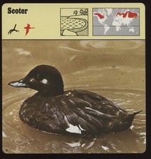 Scoter safari cards for sale  Waupun