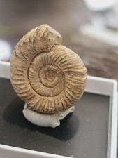 Ammonitperisphinctes jura mada gebraucht kaufen  Frankfurt am Main