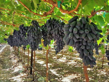 Moondrop grape uva usato  Monreale