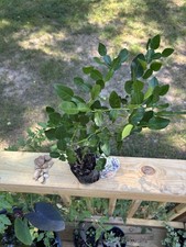 Kaffir lime plant for sale  Alexandria