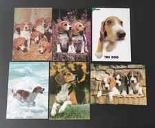 beagle hund gebraucht kaufen beagle hund gebraucht kaufen Borna