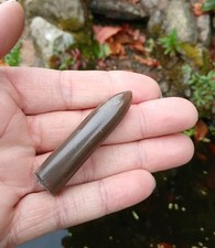 Fossil belemnite polished for sale  WREXHAM