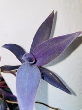 Tradescantia pallida purpurea gebraucht kaufen  Genthin