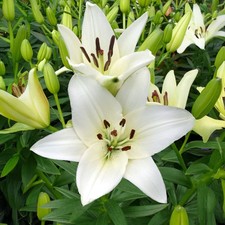 Lilium asiatic white for sale  ANNAN