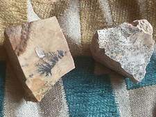 Pair small plant for sale  COVENTRY