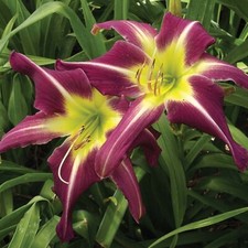 Daylily hemerocallis peacock for sale  KING'S LYNN