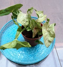milk confetti syngonium gebraucht kaufen milk confetti syngonium gebraucht kaufen Mutlangen
