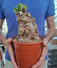 Euphorbia mlanjeana caudex usato  Casatenovo