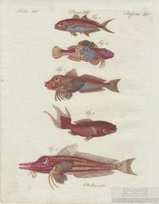 Fische tafel xxv gebraucht kaufen  Leipzig